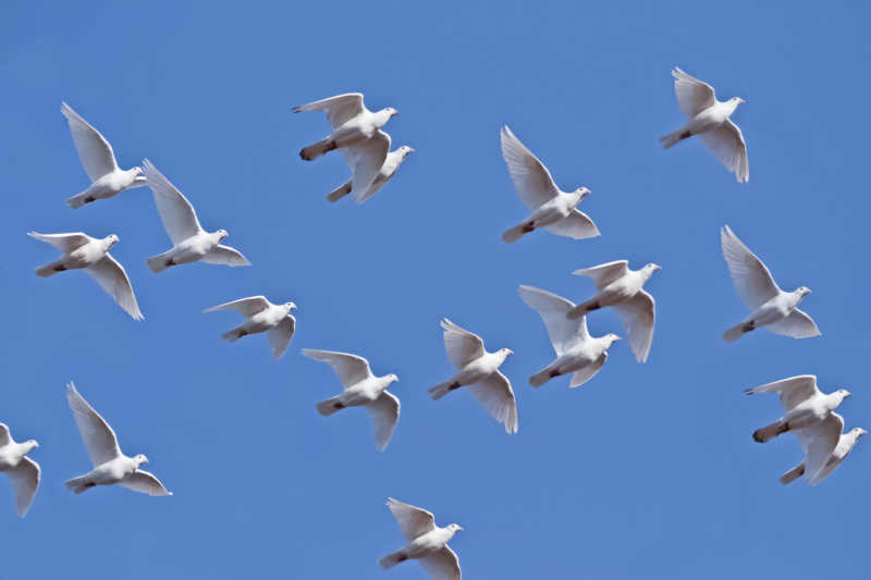 天空下张开翅膀飞行的白鸽图片id: 255446 新郎新娘在教堂里放出鸽子