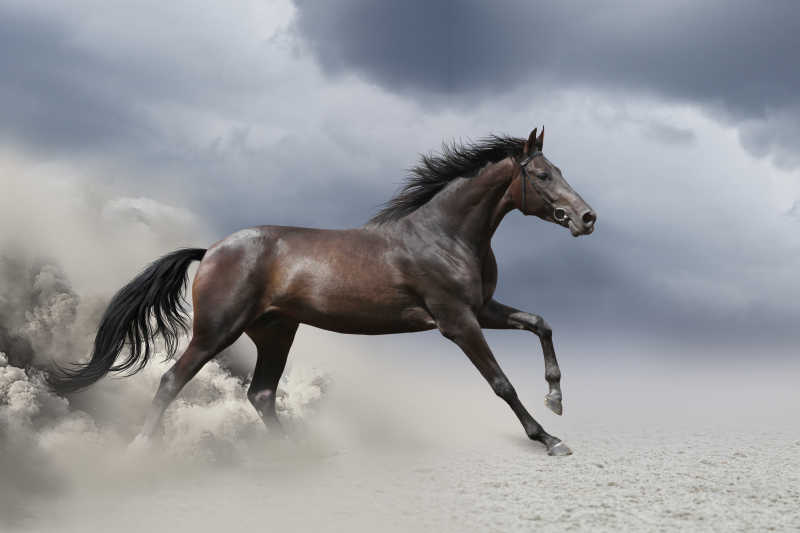 两匹骏马|沙漠尘土里自由奔跑的骏马图片素材