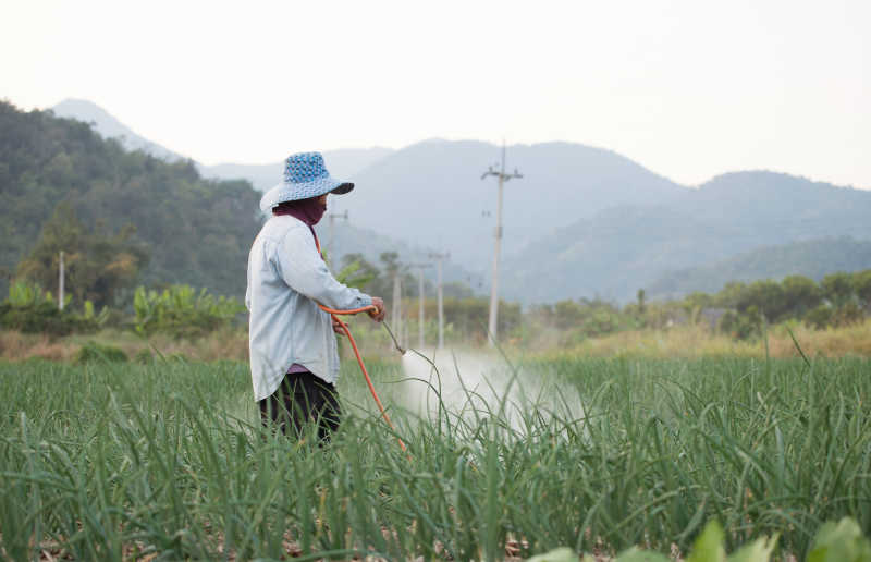 日落黄昏正在收割打包稻草的人们