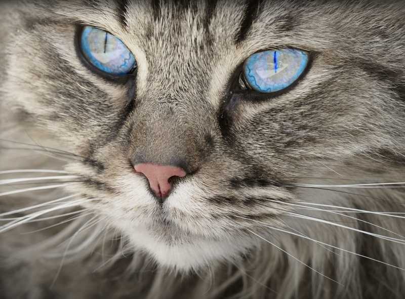 霸气的蓝色眼睛的猫咪