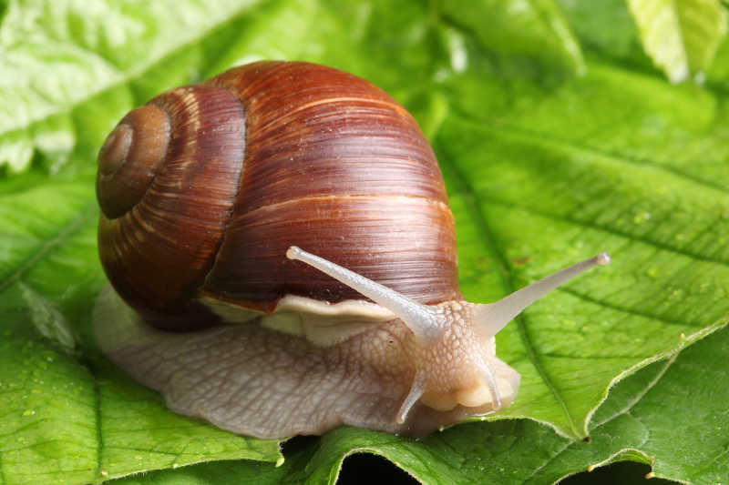 蜗牛图片素材-植物叶片上的蜗牛创意图片-jpg格式