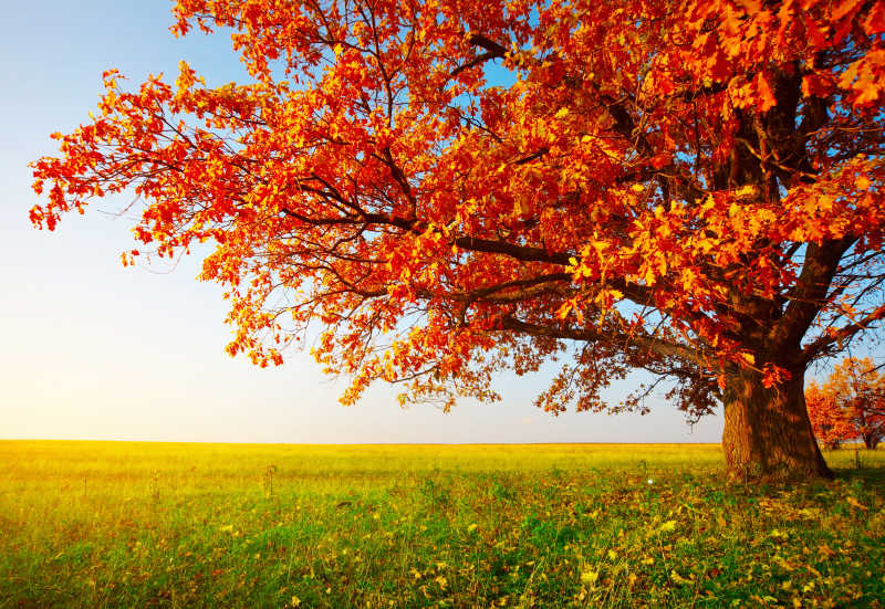 秋季金色树木风景