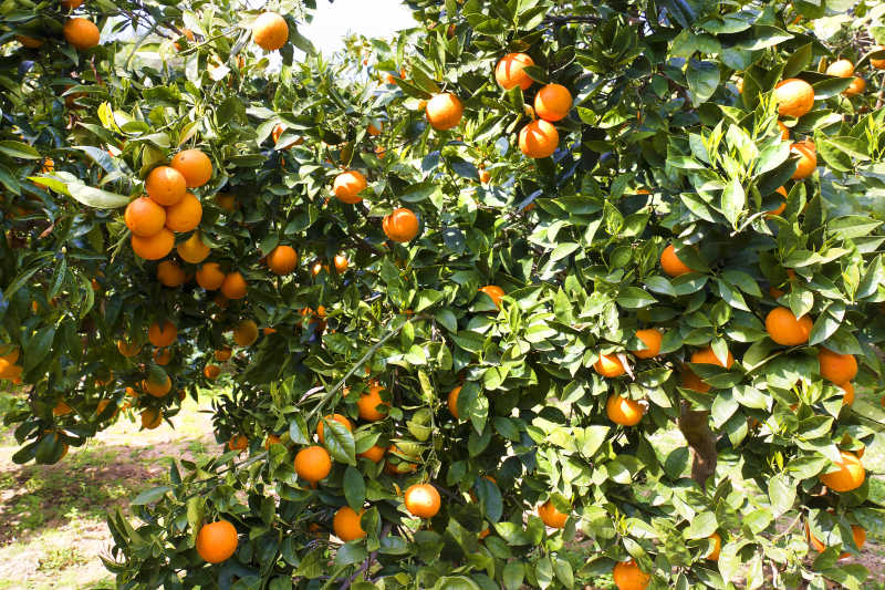 橙子树上结满的果实