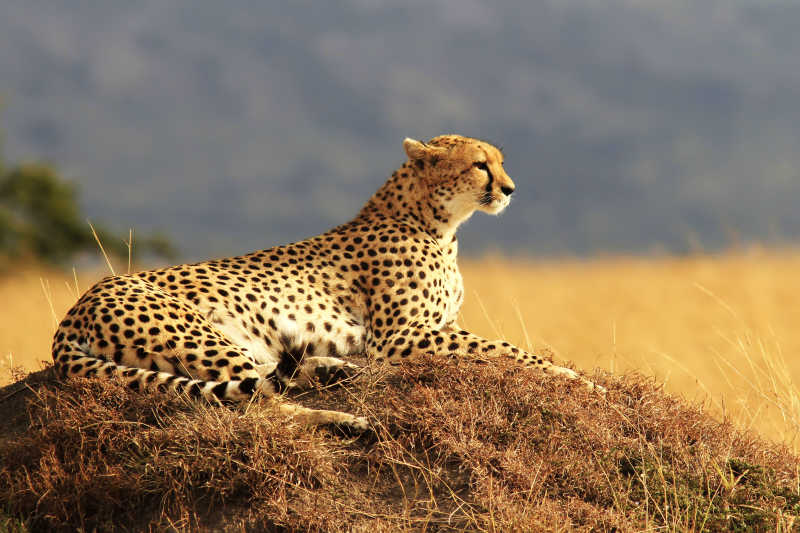 非洲豹图片素材_猎豹捕猎照片_jpg格式-未来素材