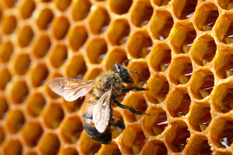 扁平风格的矢量蜜蜂图案标志设计