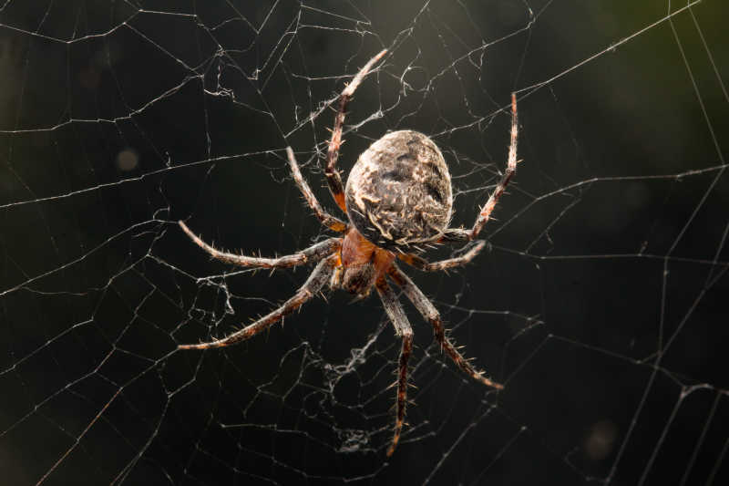 自然背景下正在结网的大蜘蛛