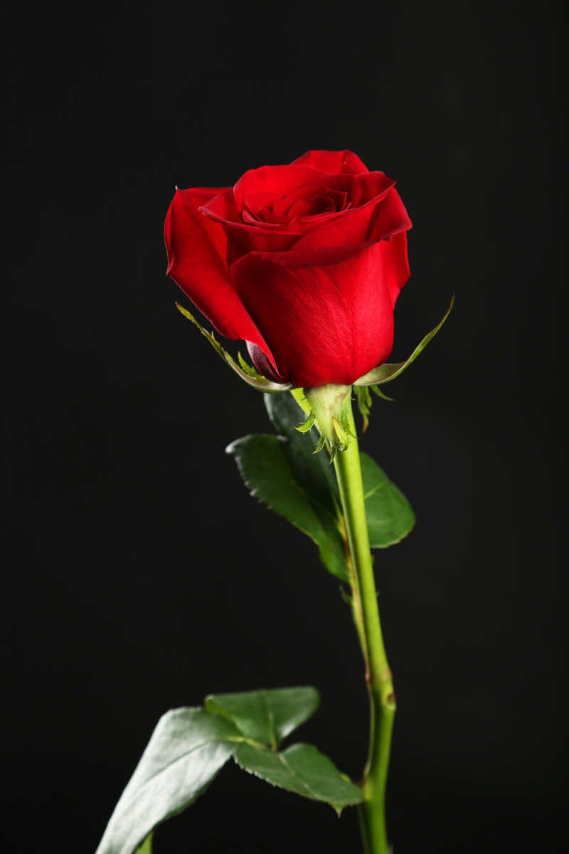 红玫瑰覆盖在黑色有机玻璃上的水滴