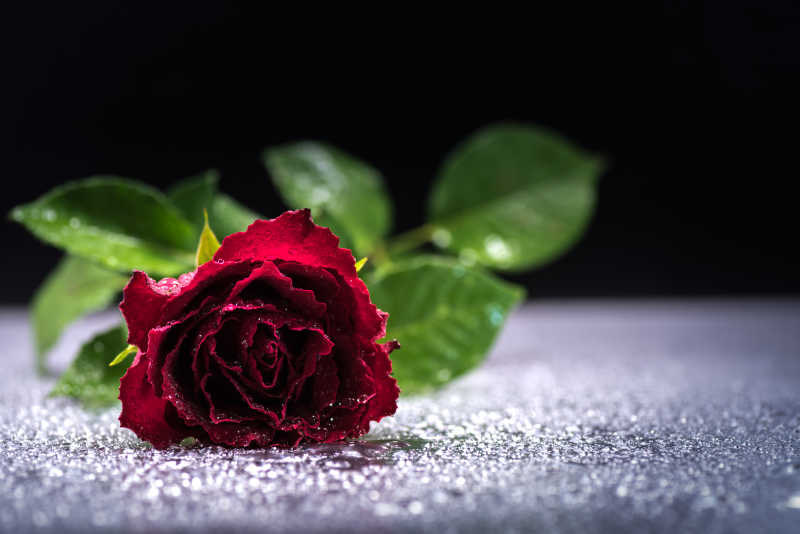 红色玫瑰花瓣上的露珠