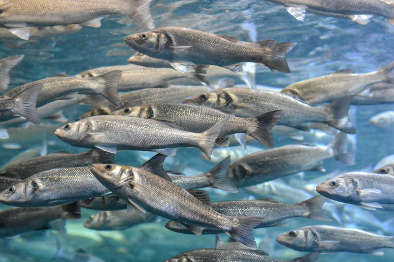 水族馆里的灰鱼水下学校