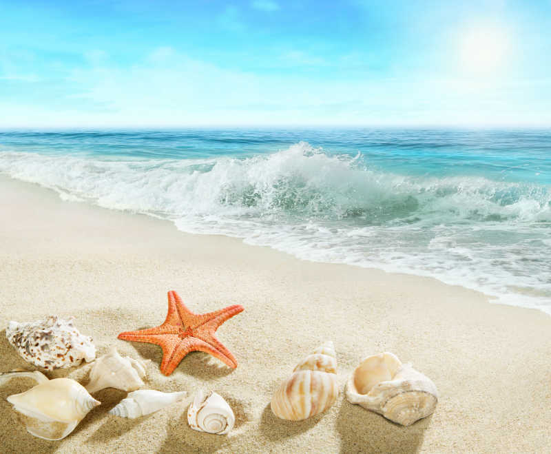 美丽的大海图片-海滩上的海星和贝壳素材-高清图片