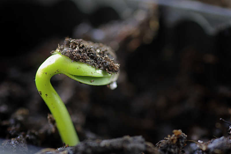 发芽的花生豆图片素材-黑色背景下破土而出的花生幼苗