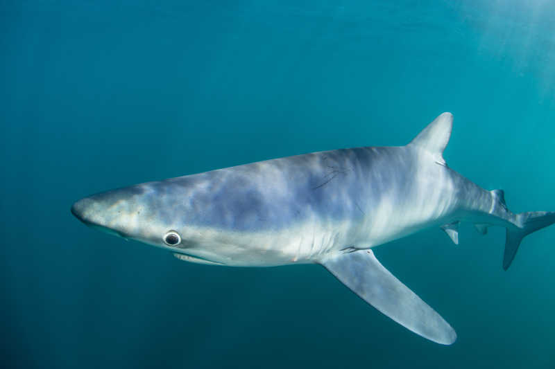 水中的大青鲨
