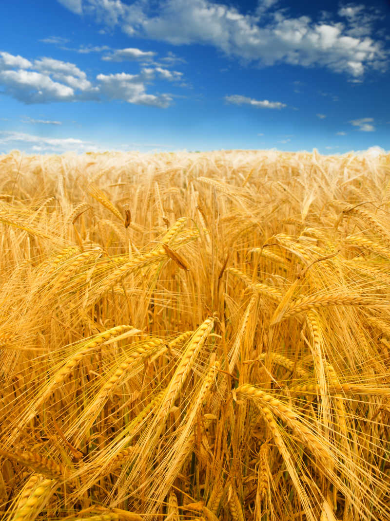 金色的麦穗图片-秋天里的麦田素材-高清图片-摄影照片