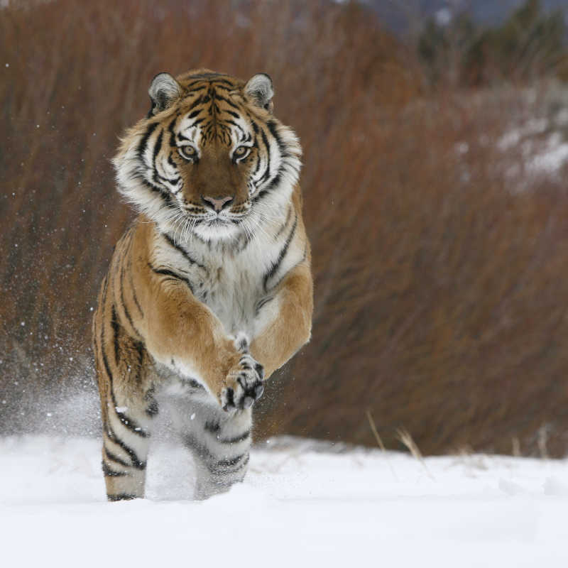 奔跑中的西伯利亚虎