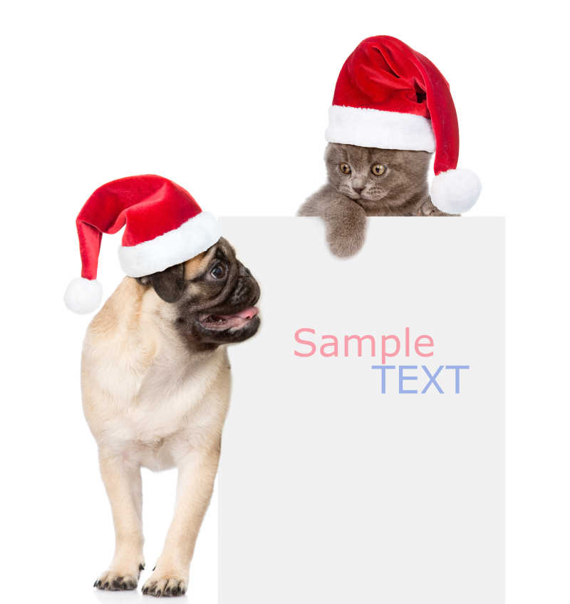白色背景上戴着红色圣诞老人帽的猫咪和狗狗