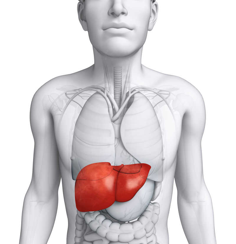 男性肝脏解剖例证