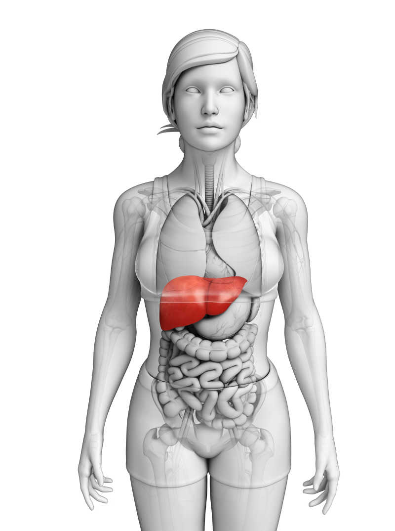 女人模型上的肝脏 相似图片 女性胰腺解剖 相似图片 女性胰腺解剖示意