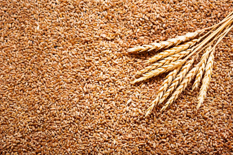 小麦图片-白色背景下的麦穗和麦粒素材-高清图片-摄影