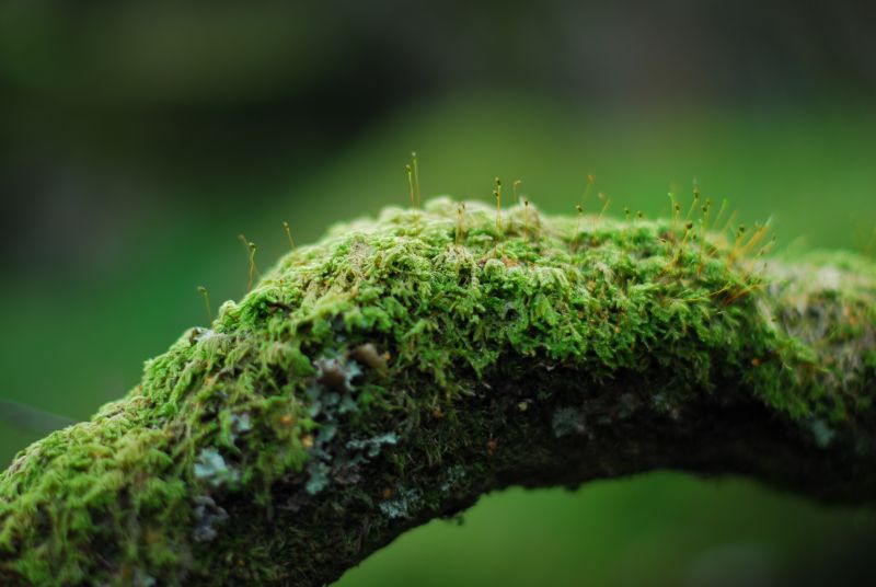 苔藓树干