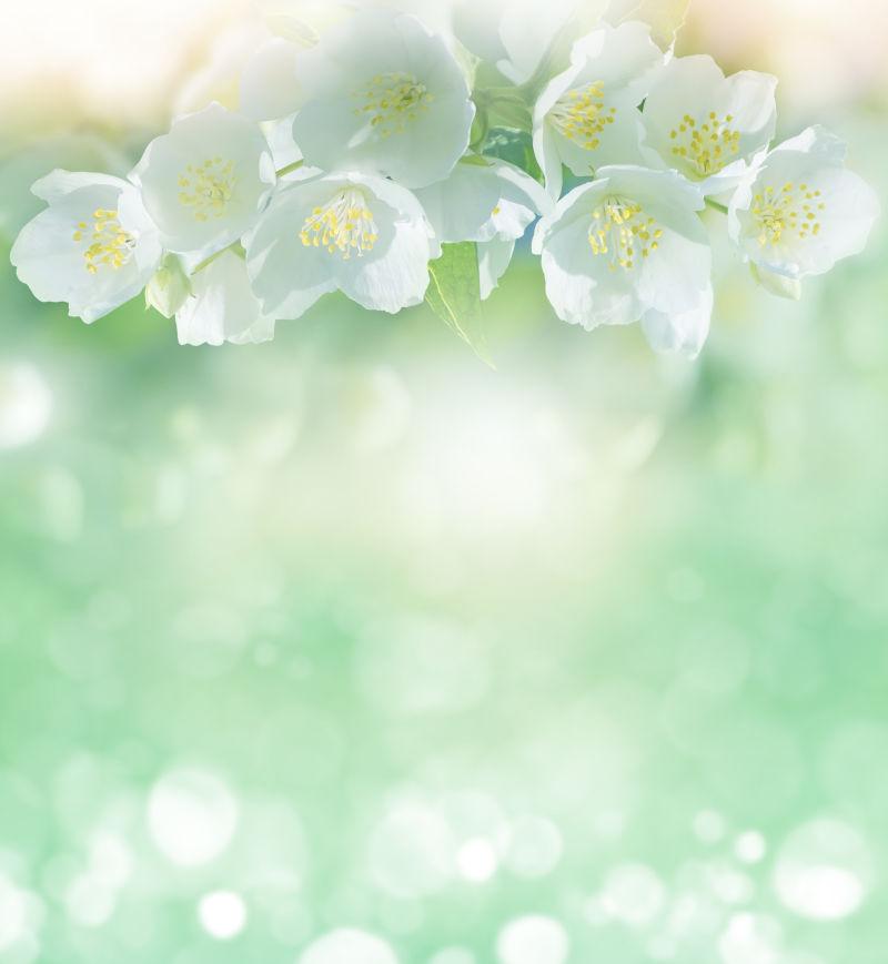 春季花卉柔和背景图片-柔和的绿色背景素材-高清图片