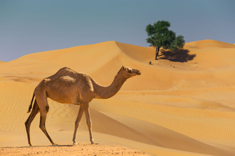 穿过沙丘的骆驼商队 相似图片 撒哈拉沙上的骆驼商队 相似图片 沙漠上