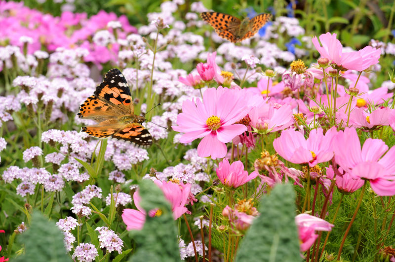 花和蝴蝶图片-美丽的花和蝴蝶素材-高清图片-摄影照片