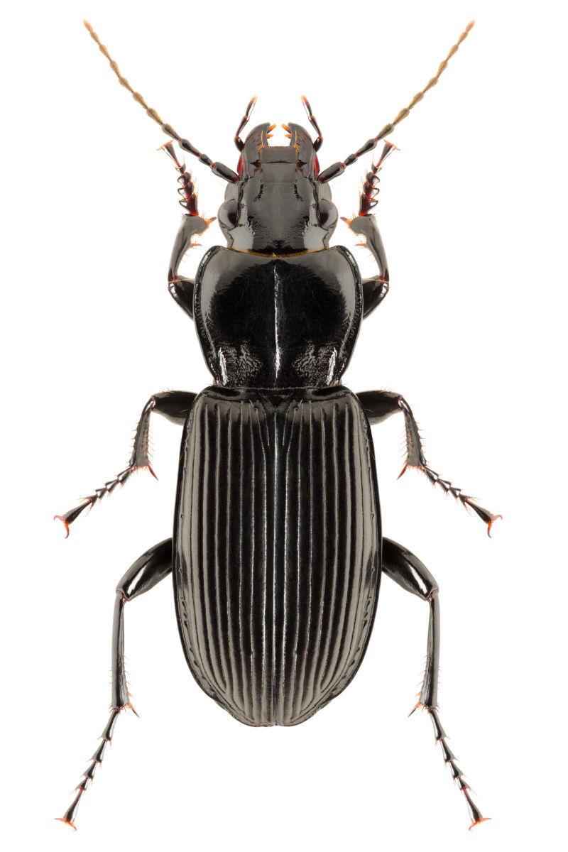 白色上的常见黑甲虫
