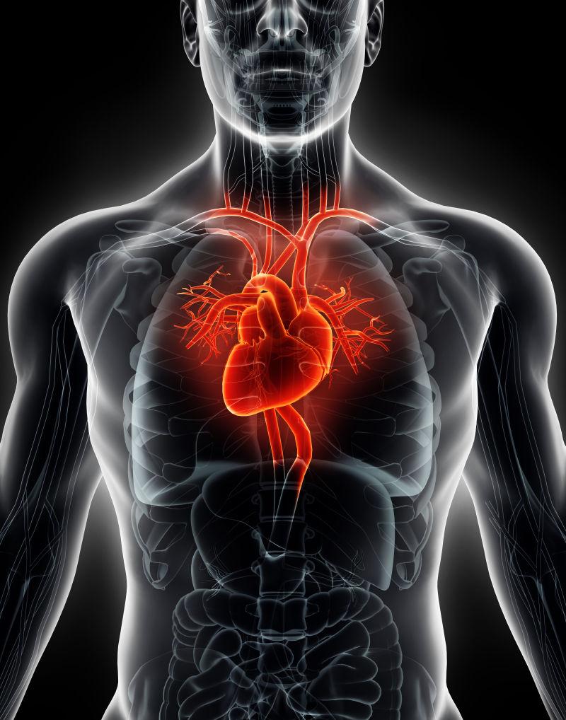 心脏循环系统图片id: 286774