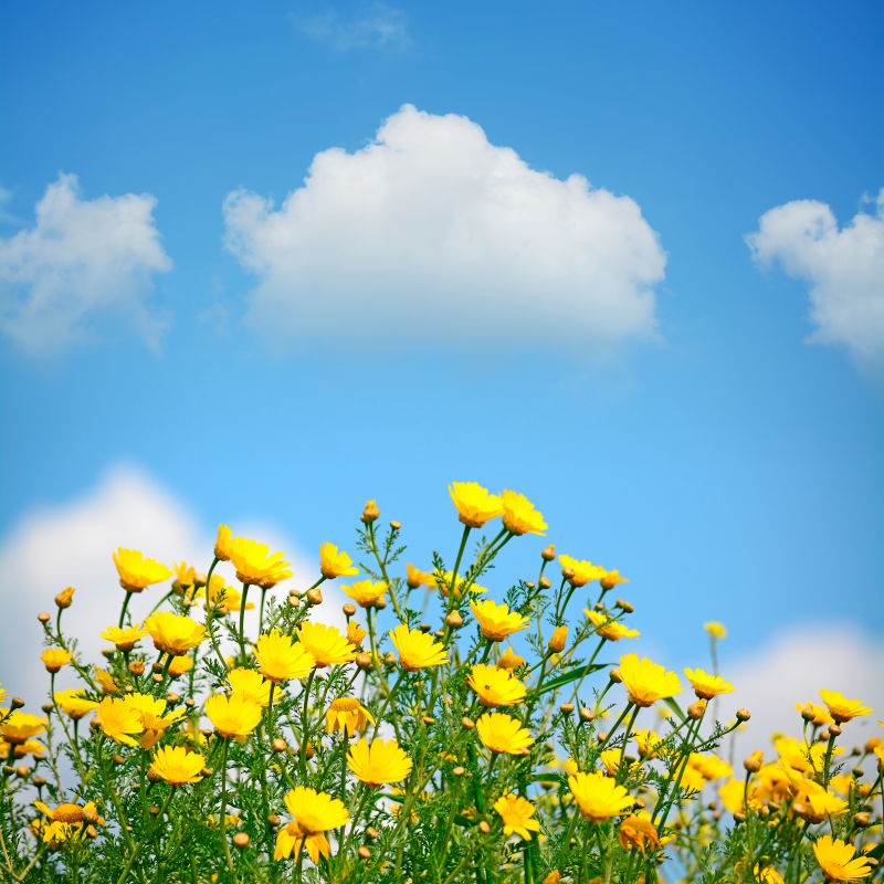 蓝天白云下的黄色小花