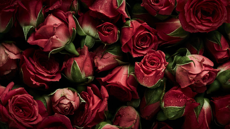 图片 创意图片 枯萎的玫瑰 枯萎的玫瑰高清摄影图片.