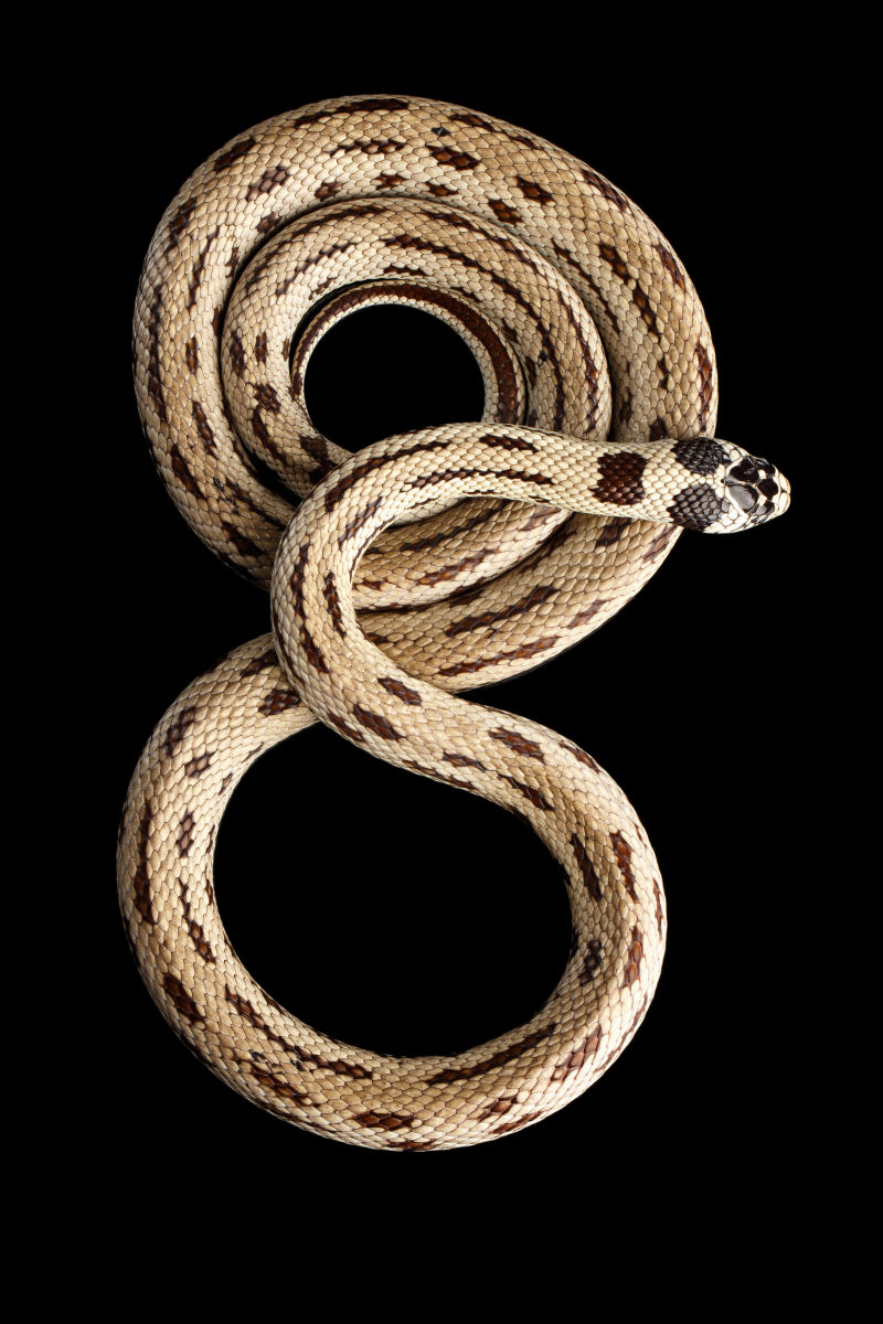 黑色背景上的蛇图片-黑白花纹的蛇素材-高清图片-摄影