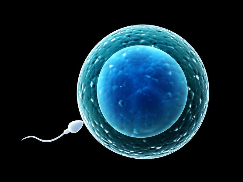 精子和卵子图片-胚珠边的白色精子素材-高清图片-摄影