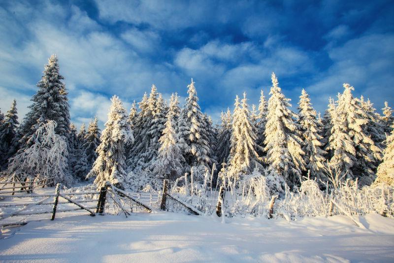 冰雪覆盖的松树