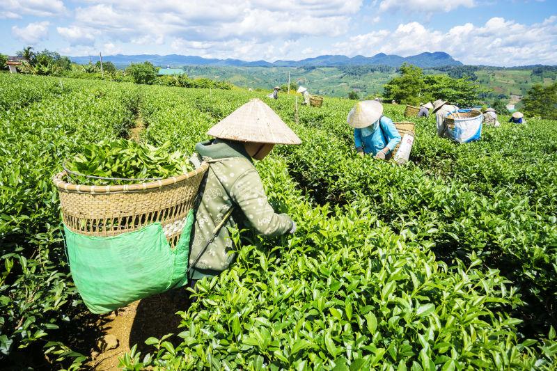 茶园中的茶园近处摄影