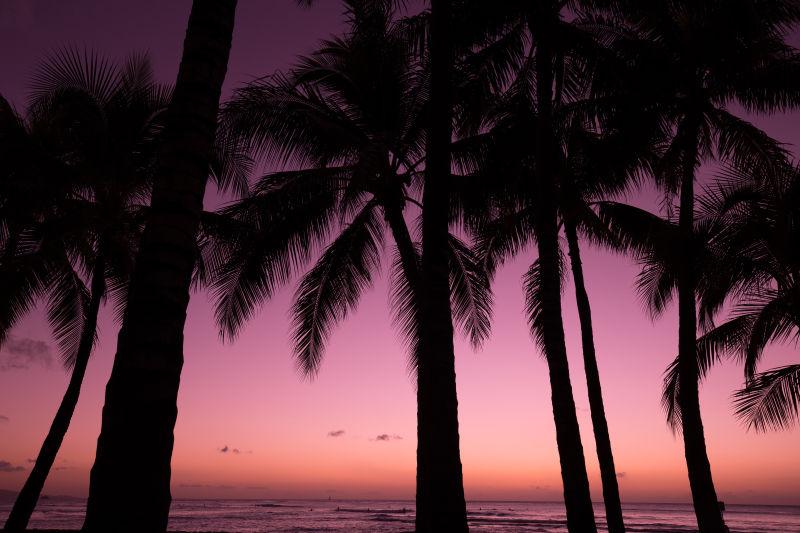 热带海滩上的密密麻麻的棕榈树