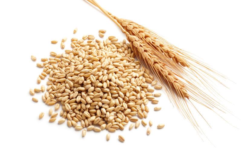 小麦图片-白色背景下的麦穗和麦粒素材-高清图片-摄影