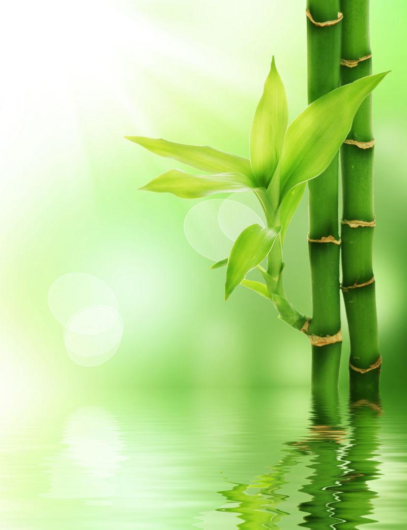 美丽的绿竹背景图片-美丽的绿色竹叶背景素材-高清