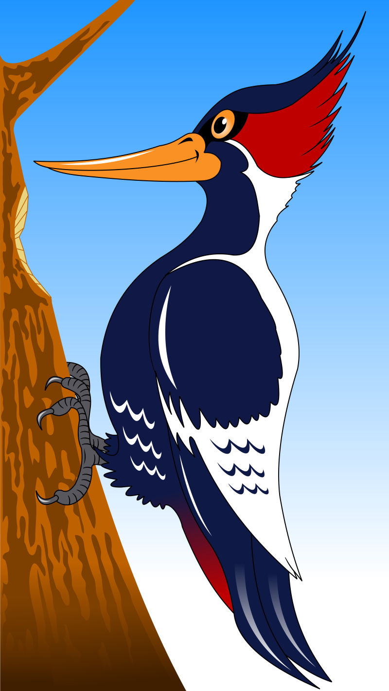 枝头上可爱的大斑啄木鸟