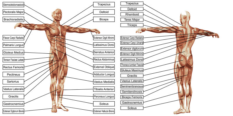 矢量基于白背景的文本三维人体肌肉解剖模型