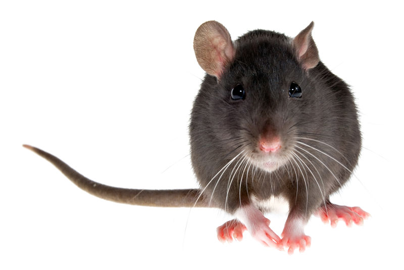 老鼠图片素材-老鼠图片大全-老鼠高清图片素材-老鼠