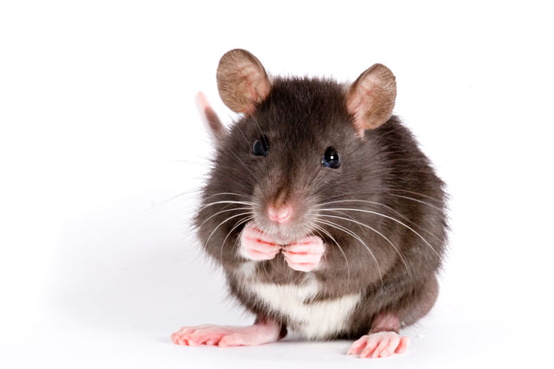 老鼠图片素材-老鼠图片大全-老鼠高清图片素材-老鼠