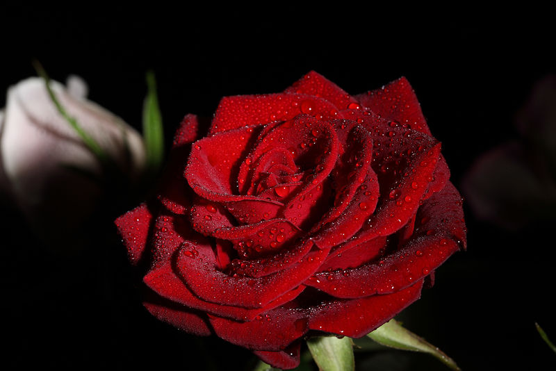 红玫瑰图片素材-红玫瑰图片大全-红玫瑰高清图片素材