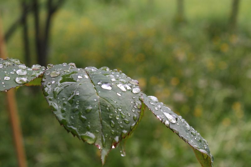 戴着帽子淋雨的女孩用双手接雨水