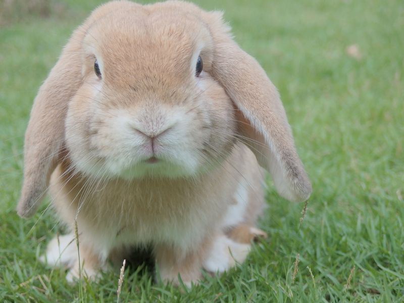兔子图片-绿色草地上的小白兔素材-高清图片-摄影照片