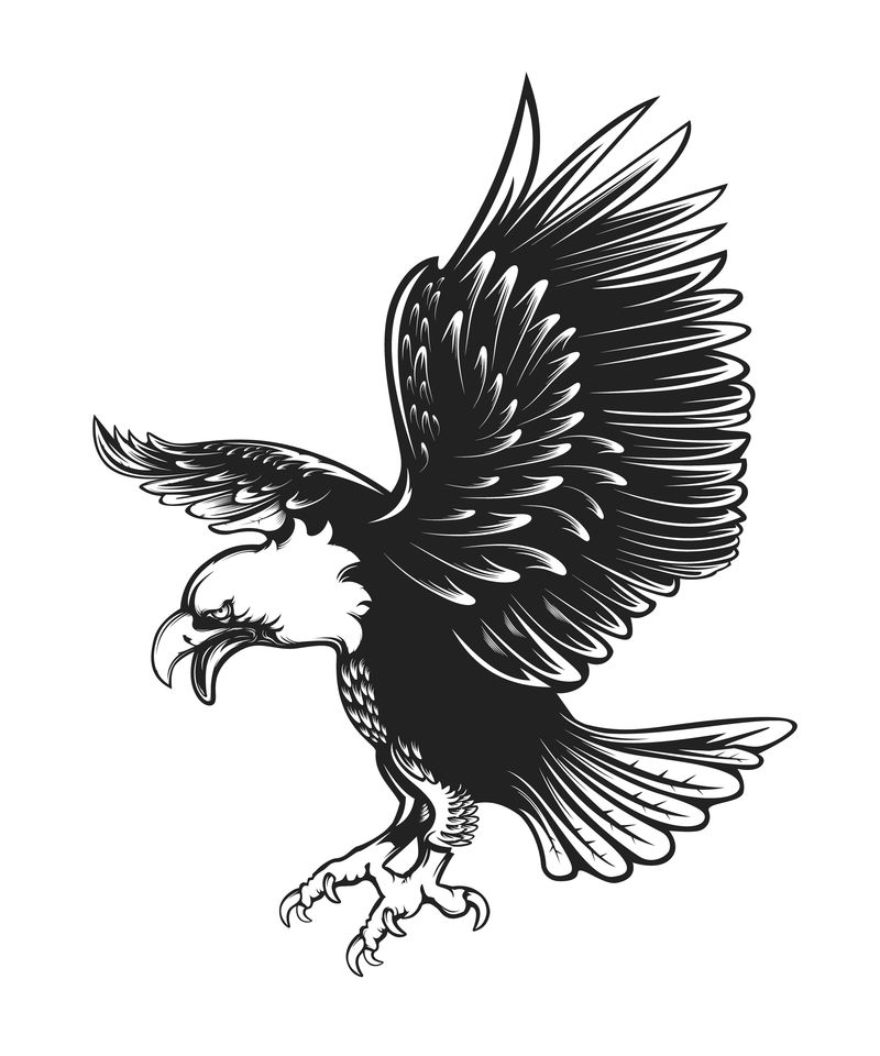 独立于白色插图上的鹰徽-美国鹰-象征自由和独立的鸟