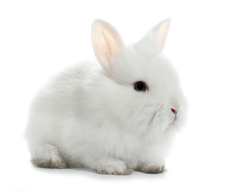 在白色背景下分离的两只兔子