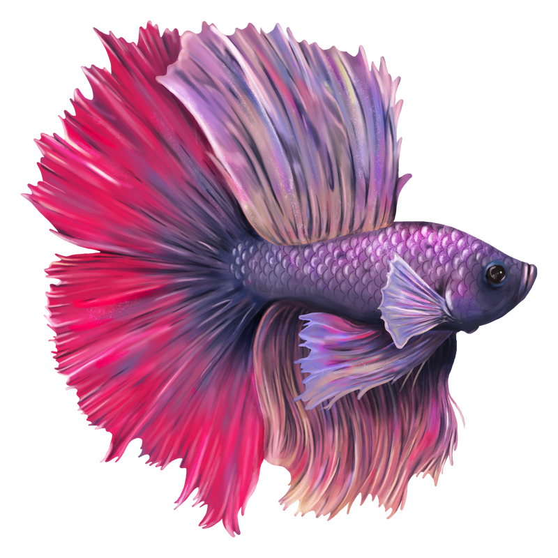 紫色斗鱼图片-黑色背景下的美丽的紫色斗鱼素材-高清