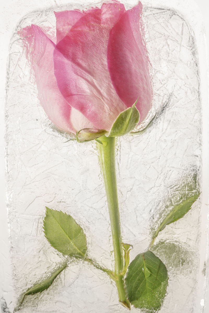 冻在冰里的粉红色玫瑰花