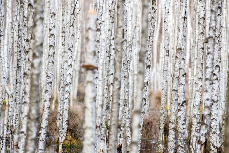 白桦树图片-白桦树的躯干素材-高清图片-摄影照片-寻