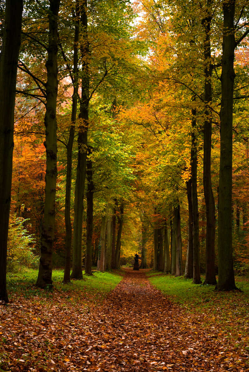 秋天森林里的幽静小路